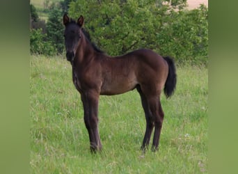 American Quarter Horse, Hengst, Fohlen (04/2024), 153 cm, Roan-Blue