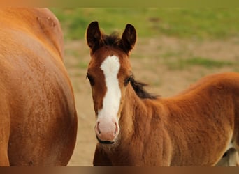American Quarter Horse, Hengst, , 154 cm, Brauner