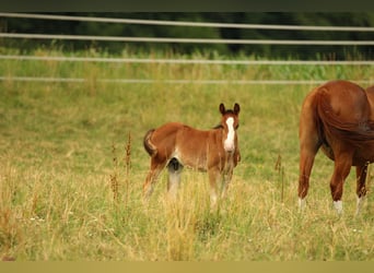 American Quarter Horse, Hengst, , 154 cm, Brauner