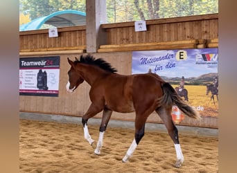 American Quarter Horse, Hengst, Fohlen (02/2026), 154 cm, Brauner