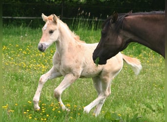 American Quarter Horse, Hengst, Fohlen (03/2026), 154 cm, Dunalino