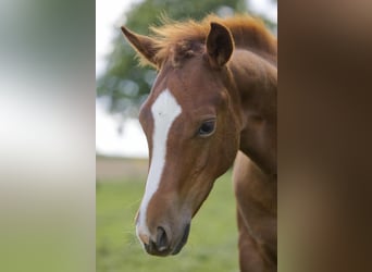 American Quarter Horse, Hengst, Fohlen (04/2025), 154 cm, Fuchs