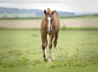American Quarter Horse, Hengst, Fohlen (04/2025), 154 cm, Fuchs
