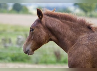 American Quarter Horse, Hengst, Fohlen (04/2025), 154 cm, Fuchs