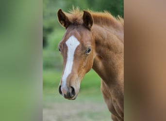 American Quarter Horse, Hengst, Fohlen (04/2025), 154 cm, Fuchs