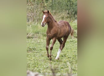 American Quarter Horse, Hengst, Fohlen (04/2025), 154 cm, Fuchs