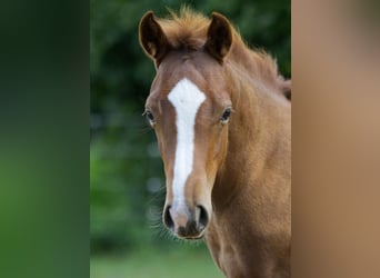 American Quarter Horse, Hengst, Fohlen (04/2025), 154 cm, Fuchs