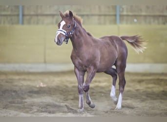 American Quarter Horse, Hengst, Fohlen (04/2025), 154 cm, Fuchs