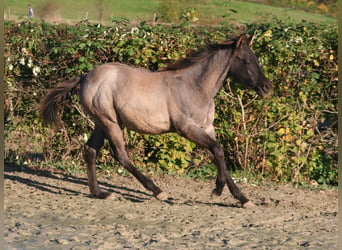 American Quarter Horse, Hengst, Fohlen (03/2024), 154 cm, Grullo