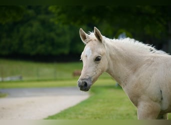 American Quarter Horse, Hengst, Fohlen (05/2026), 154 cm, Palomino