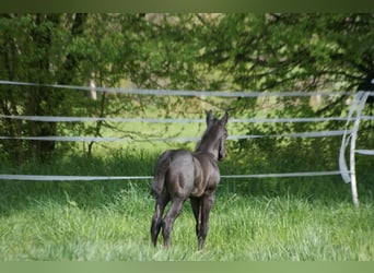 American Quarter Horse, Hengst, , 154 cm, Roan-Blue