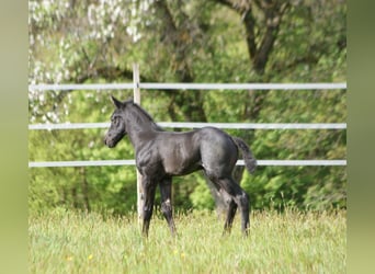 American Quarter Horse, Hengst, , 154 cm, Roan-Blue