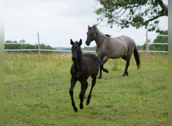 American Quarter Horse, Hengst, , 154 cm, Roan-Blue