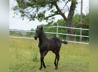 American Quarter Horse, Hengst, , 154 cm, Roan-Blue