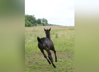 American Quarter Horse, Hengst, , 154 cm, Roan-Blue