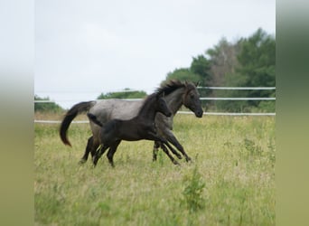 American Quarter Horse, Hengst, , 154 cm, Roan-Blue