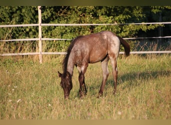 American Quarter Horse, Hengst, Fohlen (04/2025), 154 cm, Roan-Blue