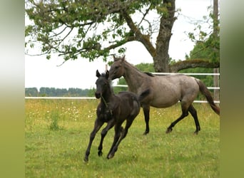 American Quarter Horse, Hengst, , 154 cm, Roan-Blue