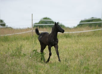 American Quarter Horse, Hengst, , 154 cm, Roan-Blue