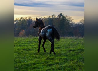 American Quarter Horse, Hengst, Fohlen (04/2025), 154 cm, Roan-Blue