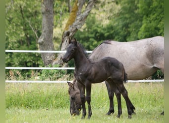 American Quarter Horse, Hengst, , 154 cm, Roan-Blue