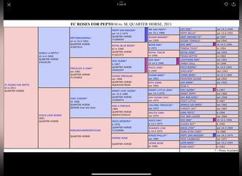 American Quarter Horse, Hengst, Fohlen (06/2023), 154 cm, Roan-Red
