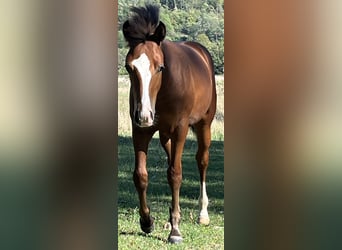 American Quarter Horse, Hengst, Fohlen (04/2026), 155 cm, Brauner