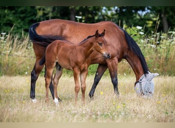 American Quarter Horse, Hengst, Fohlen (06/2024), 155 cm, Brauner