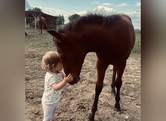 American Quarter Horse, Hengst, Fohlen (05/2025), 155 cm, Brauner