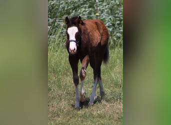 American Quarter Horse, Hengst, Fohlen (02/2026), 155 cm, Brauner