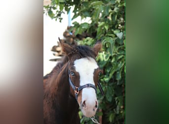 American Quarter Horse, Hengst, Fohlen (02/2026), 155 cm, Brauner
