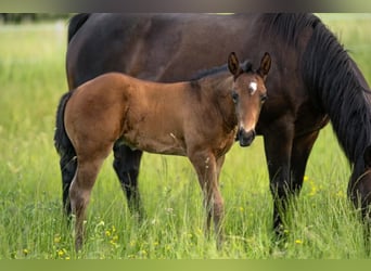American Quarter Horse, Hengst, Fohlen (04/2026), 155 cm, Brauner
