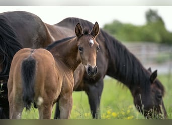 American Quarter Horse, Hengst, Fohlen (04/2026), 155 cm, Brauner
