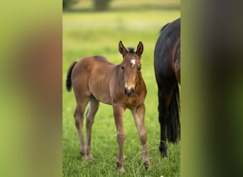 American Quarter Horse, Hengst, Fohlen (04/2026), 155 cm, Brauner