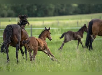 American Quarter Horse, Hengst, Fohlen (04/2026), 155 cm, Brauner