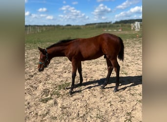 American Quarter Horse, Hengst, Fohlen (05/2025), 155 cm, Brauner
