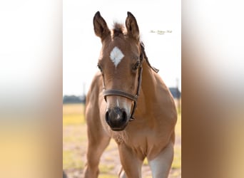American Quarter Horse, Hengst, , 155 cm, Buckskin