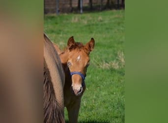 American Quarter Horse, Hengst, Fohlen (02/2026), 155 cm, Champagne
