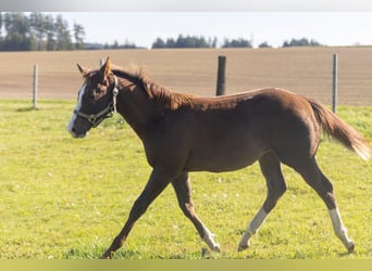 American Quarter Horse, Hengst, Fohlen (04/2026), 155 cm, Dunkelfuchs