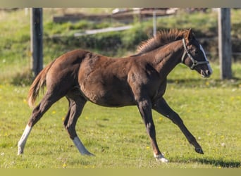American Quarter Horse, Hengst, Fohlen (04/2026), 155 cm, Dunkelfuchs