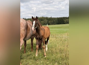 American Quarter Horse, Hengst, Fohlen (04/2026), 155 cm, Dunkelfuchs
