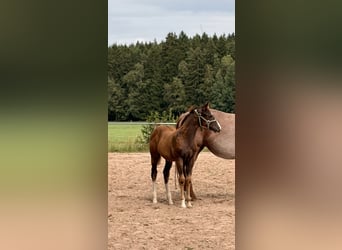 American Quarter Horse, Hengst, Fohlen (04/2026), 155 cm, Dunkelfuchs