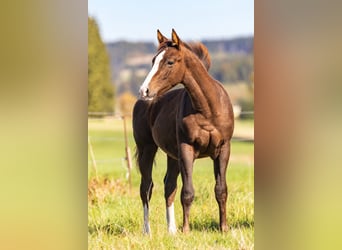 American Quarter Horse, Hengst, Fohlen (04/2026), 155 cm, Dunkelfuchs