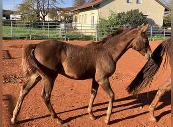 American Quarter Horse, Hengst, Fohlen (05/2025), 155 cm, Dunkelfuchs