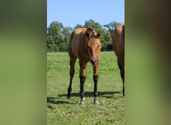 American Quarter Horse, Hengst, Fohlen (05/2025), 155 cm, Falbe