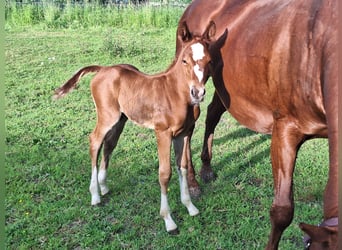 American Quarter Horse, Hengst, Fohlen (05/2026), 155 cm, Fuchs