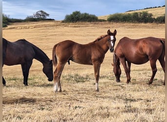 American Quarter Horse, Hengst, Fohlen (05/2026), 155 cm, Fuchs