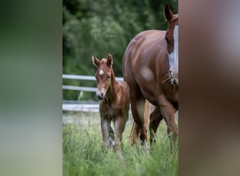 American Quarter Horse, Hengst, , 155 cm, Fuchs