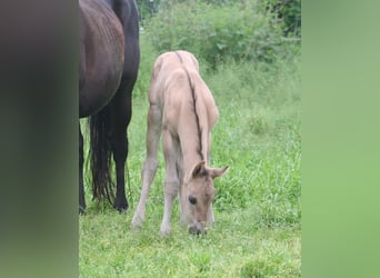 American Quarter Horse, Hengst, Fohlen (05/2024), 155 cm, Grullo