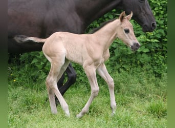 American Quarter Horse, Hengst, Fohlen (05/2024), 155 cm, Grullo